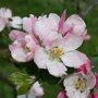 Appelboom 'Cox's Orange Pippin' bloesem